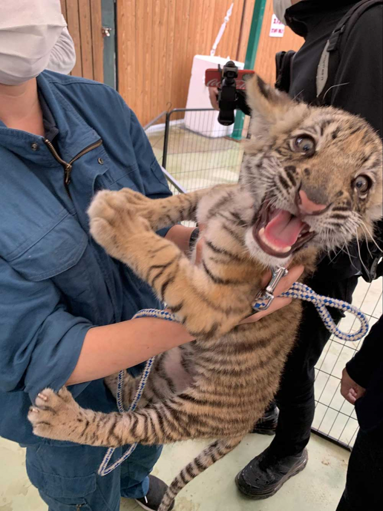 しろとり動物園の虎の赤ちゃん