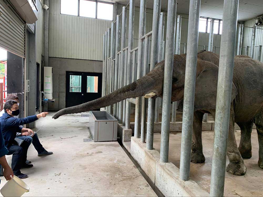 しろとり動物園の象