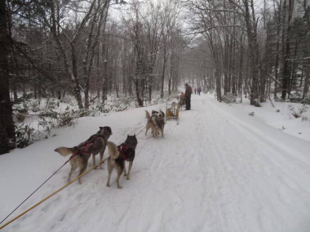 北海道の犬ぞり